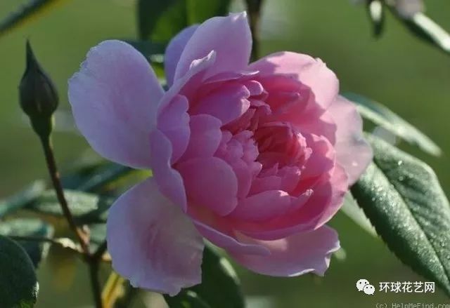 稀有玫瑰花品种大全图片,九种常见玫瑰花品种排名