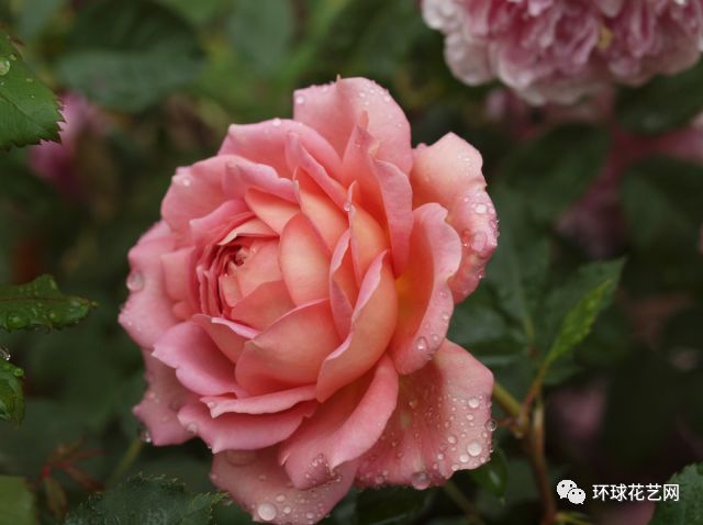 稀有玫瑰花品种大全图片,九种常见玫瑰花品种排名