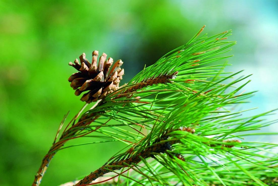 农村这野果像刺猬浑身带刺,农村这种野果有钱也很难买到