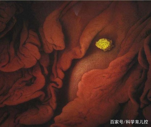 精子经过的四个过程,精子产生与吸收过程