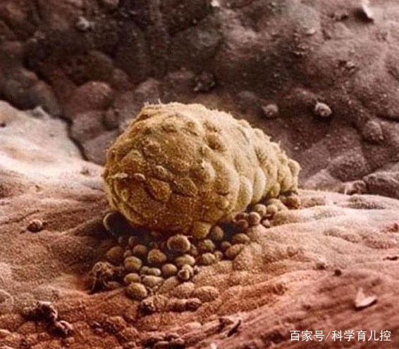 精子的产生全过程,精子从开始到最后的过程