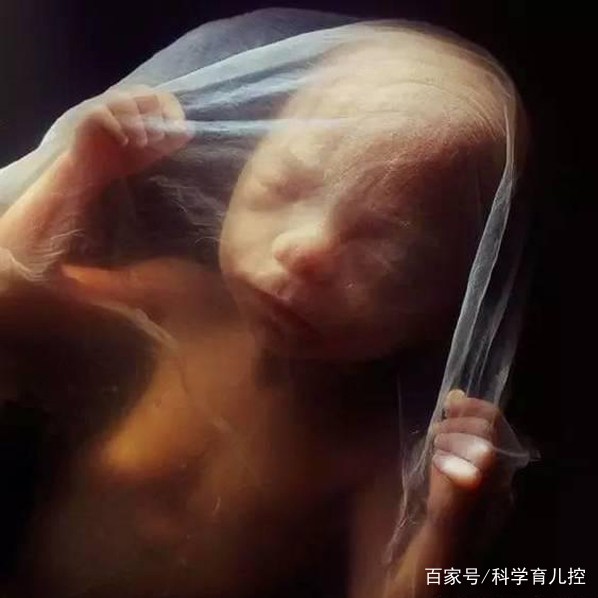 精子的产生全过程,精子从开始到最后的过程