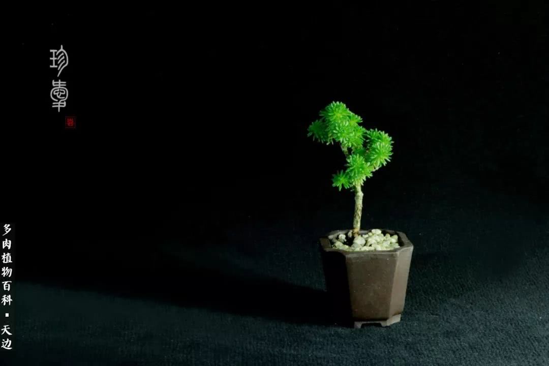 球松——不一样的美！诗一样的完美意境！