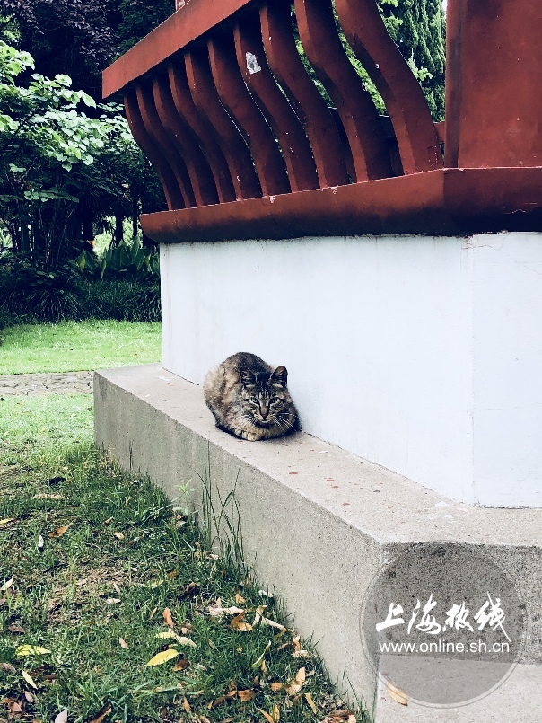 绿树成荫景色宜人清新空气,绿树成荫环境优美空气清新