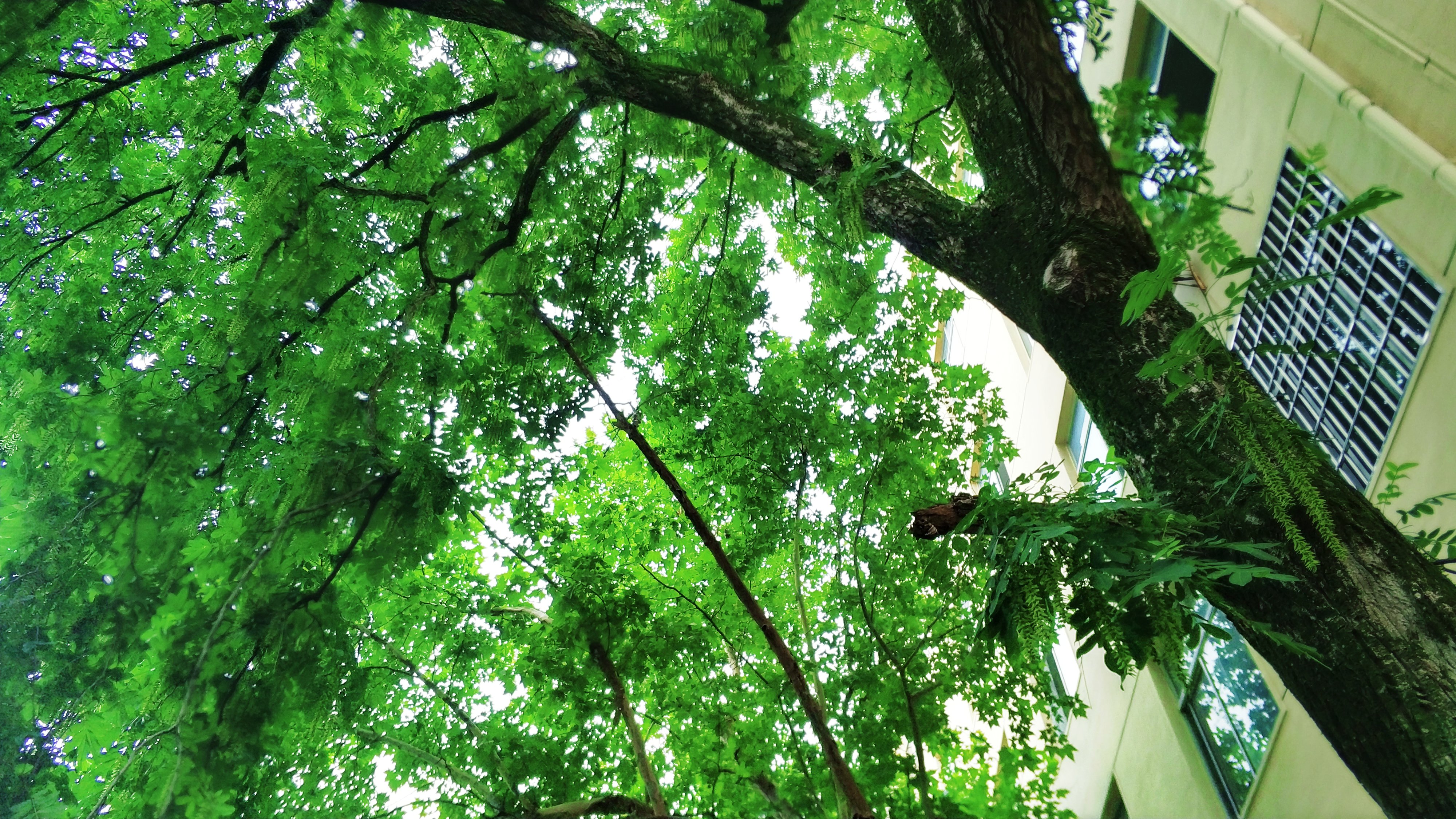 马上就要高考了，去抚州市第一中学看他们踢一场校际足球赛