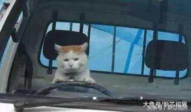 爱踢足球的猫,微笑的猫咪