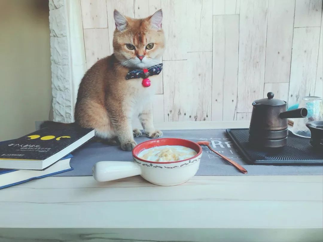 D155：留恋知识的酸奶~当榴莲遇到芝士酸奶，你将被打开新世界大门