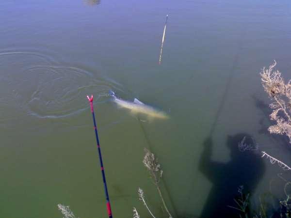 钓青鱼直接用螺丝肉钓可以吗,青鱼用螺蛳肉钓还是用螺蛳钓