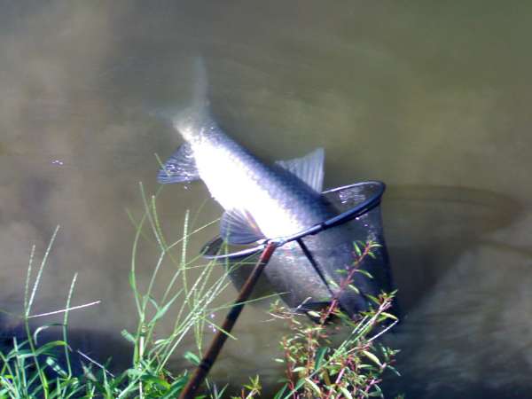 钓青鱼直接用螺丝肉钓可以吗,青鱼用螺蛳肉钓还是用螺蛳钓