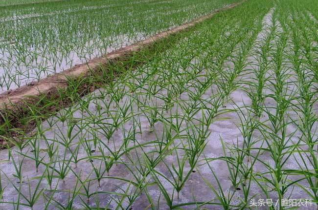 一亩大蒜卖了8000元,一亩地大蒜能赚多少钱