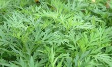 艾草的功效作用,艾草的功效和作用艾灸视频