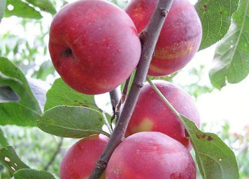 民间有句话桃饱杏伤人是什么意思,桃饱李伤人下一句是什么