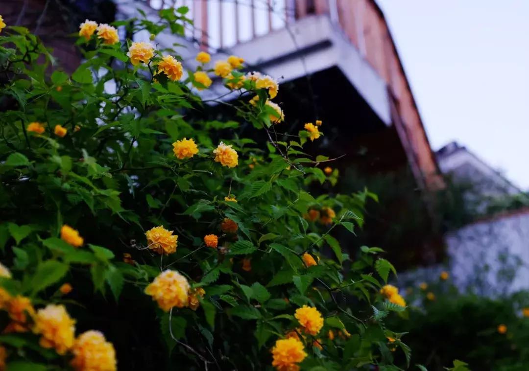 南京不老村，这个画得了插画、种得了花的萌大叔，亲自打造一个家