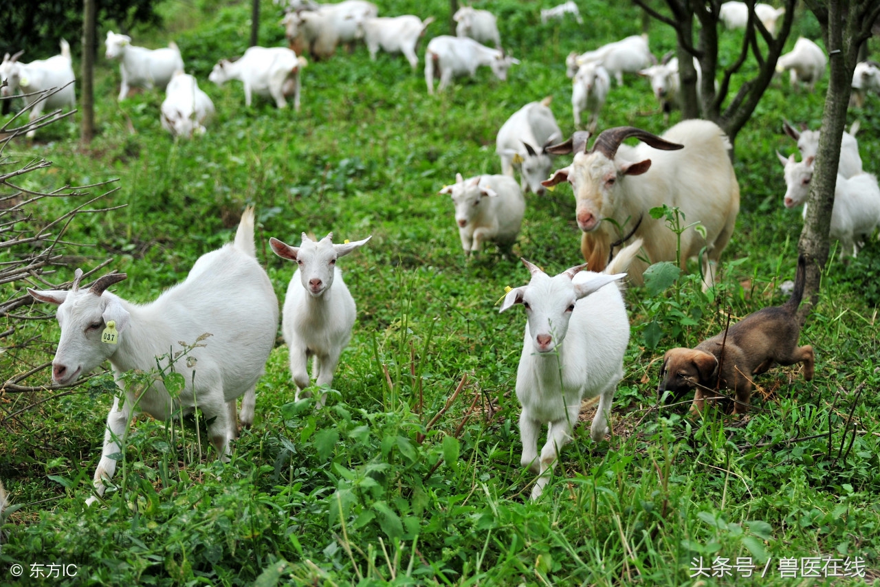 养羊未来十年前景如何,现在养羊什么前景最好