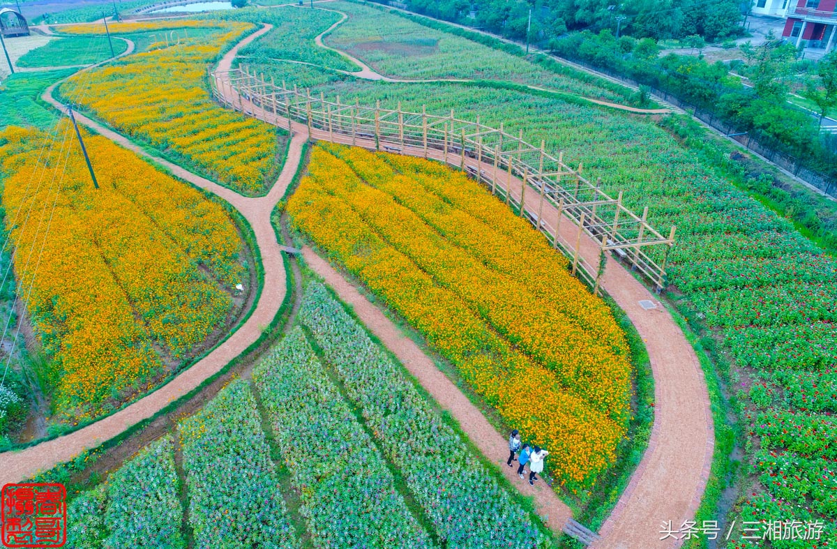 航拍九峰花海,航拍绝美花海五分钟