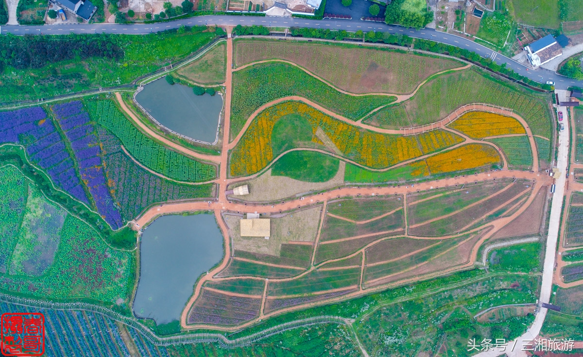 航拍九峰花海,航拍绝美花海五分钟