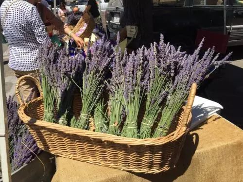 薰衣草扦插繁殖详细教程,薰衣草扦插时间和方法