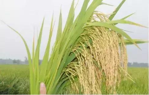 中国人在迪拜利用海水收割水稻,迪拜沙漠种植海水稻成功