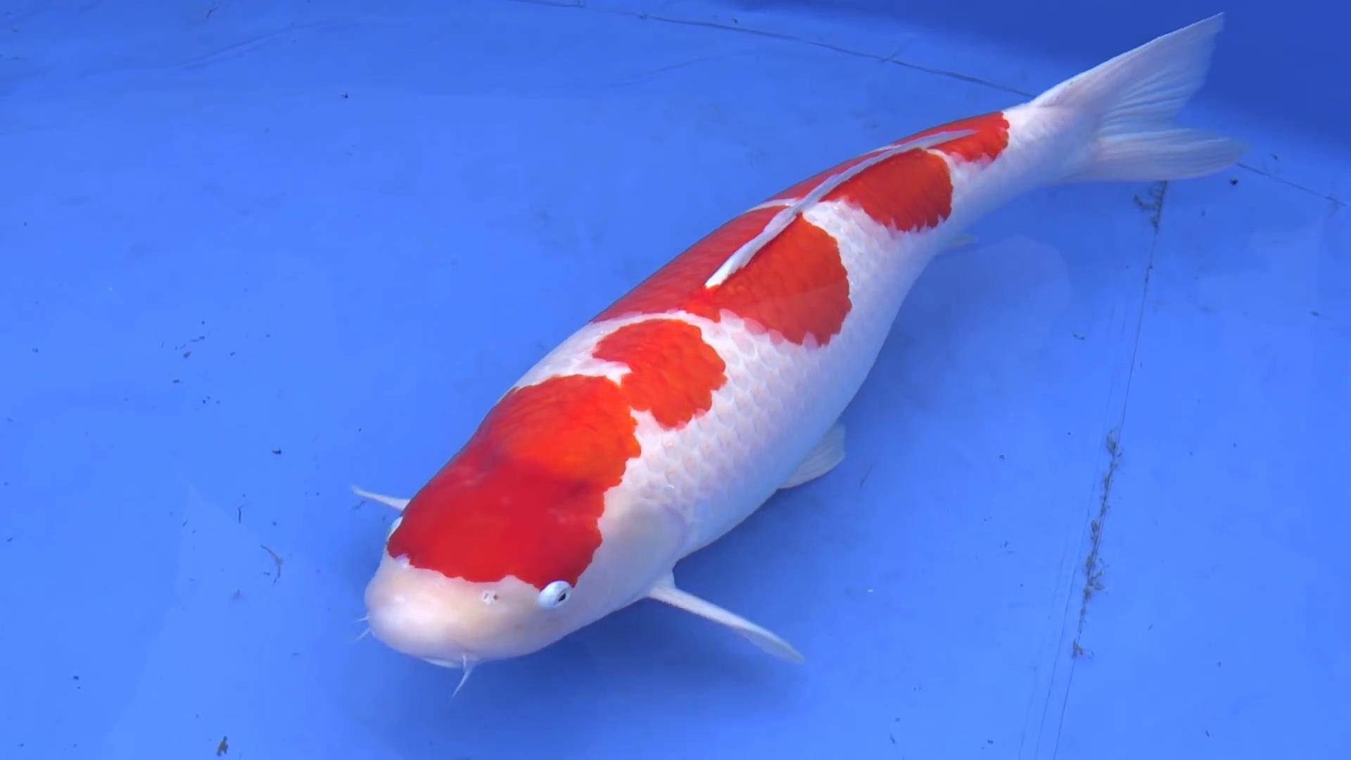 芥子锦鲤为什么那么贵,为什么一条鱼好养