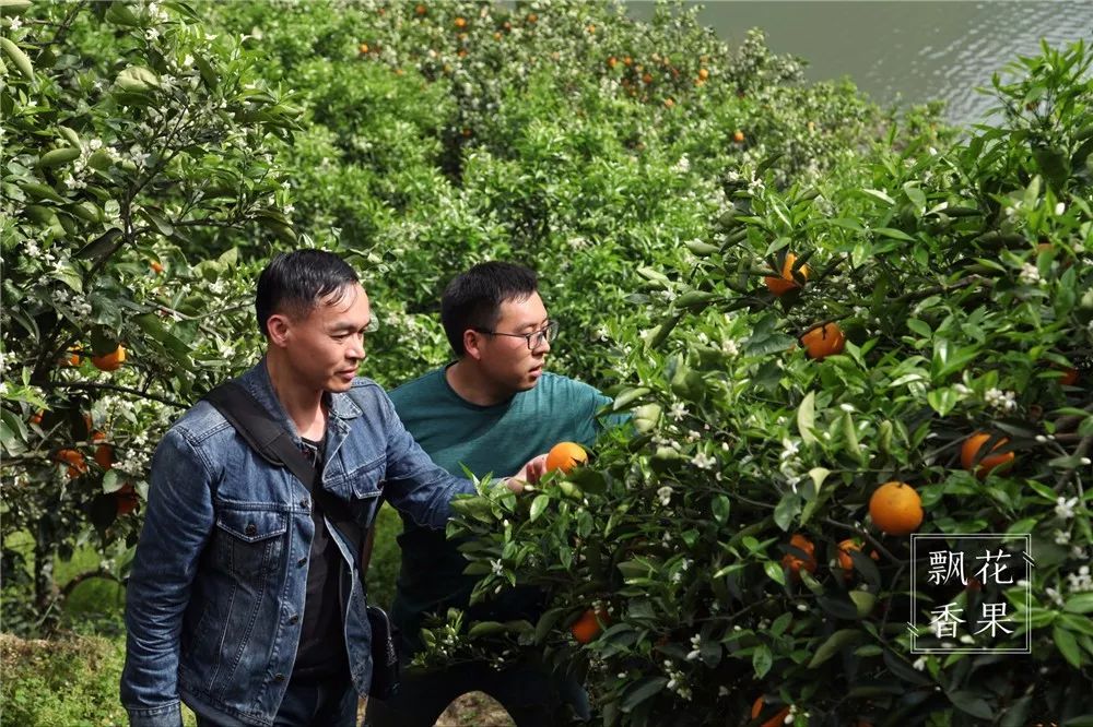 秭归脐橙分析,风云突变为什么这么严重