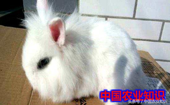 长毛兔该怎么养活,长毛兔到家前做什么准备