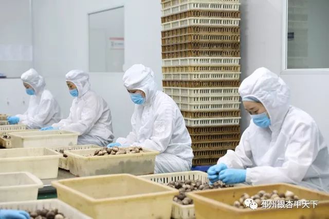 今天，人民网聚焦邳州：小蒜头撬动百亿级大产业