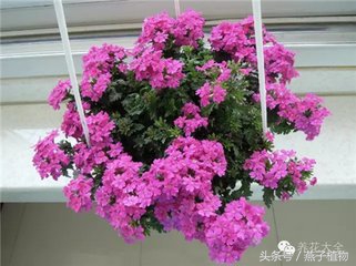 什么花和绿萝一样好养,比绿萝好养好看的花草