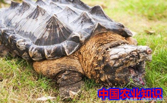 鳄鱼龟怎么养才能生长得更快,鳄鱼龟怎么饲养方式才是正确的