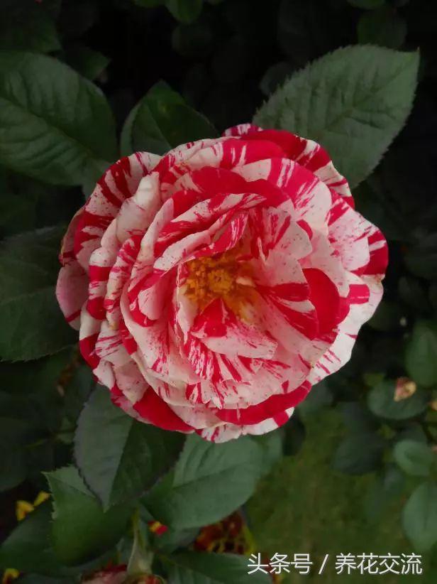 十种最香的月季花,花期300天又很香好养的月季花