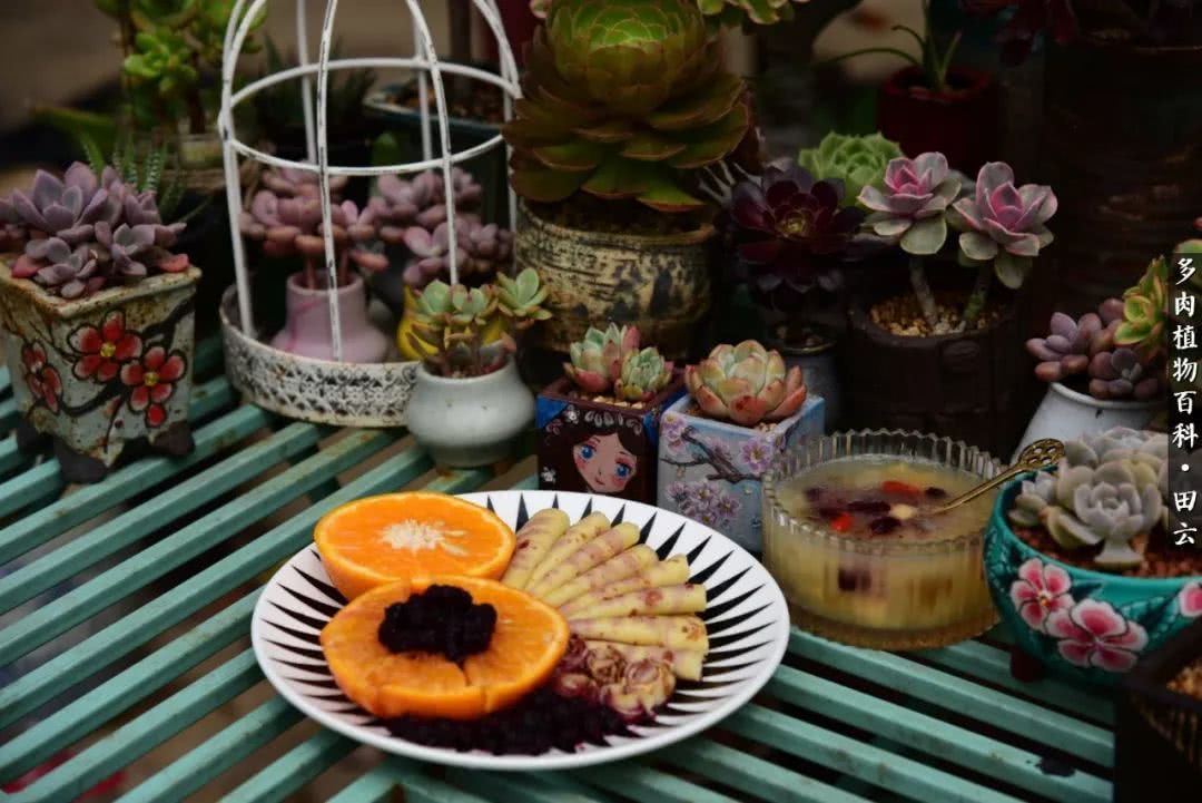 推开多肉世界的门，原来你与美食来自同一国度！