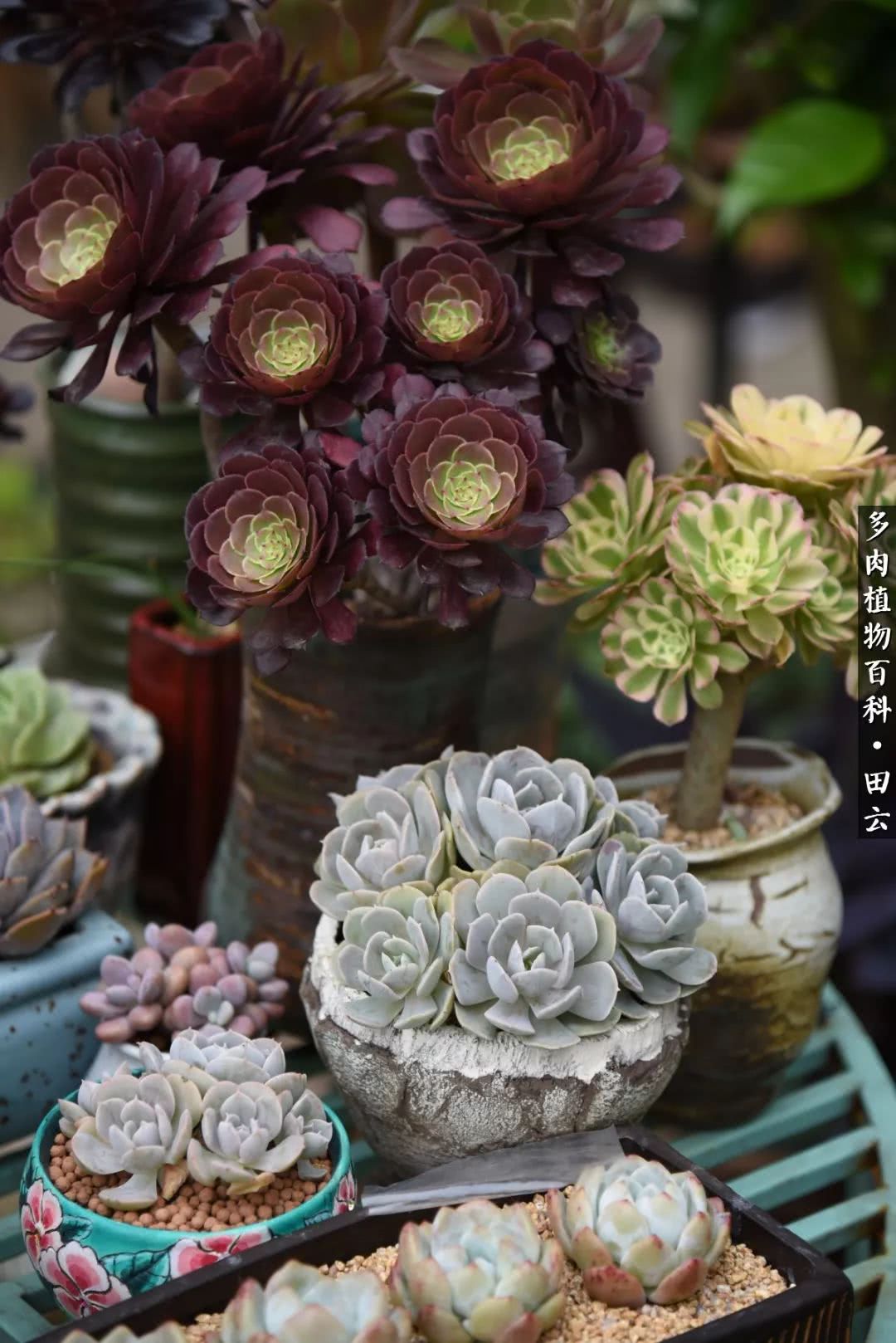 推开多肉世界的门，原来你与美食来自同一国度！