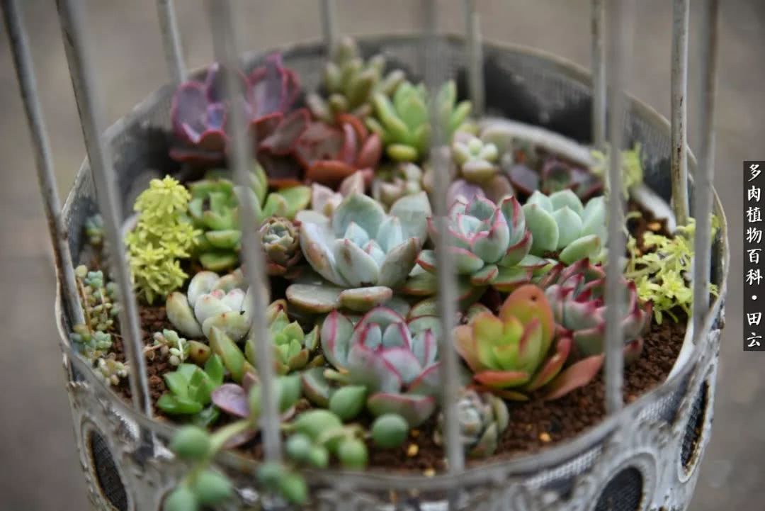 推开多肉世界的门，原来你与美食来自同一国度！