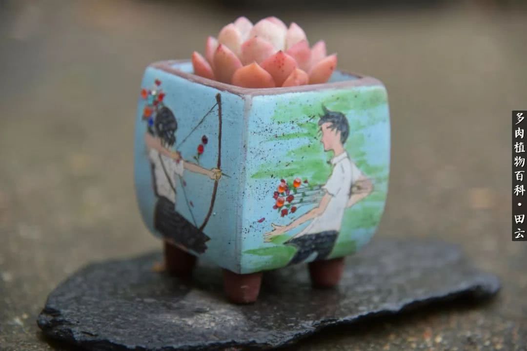 推开多肉世界的门，原来你与美食来自同一国度！