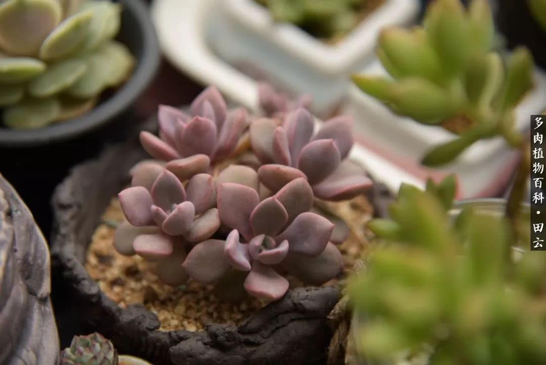 推开多肉世界的门，原来你与美食来自同一国度！