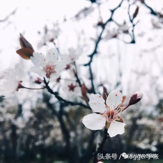 赏樱花的季节赏美人,赏樱的烂漫时节