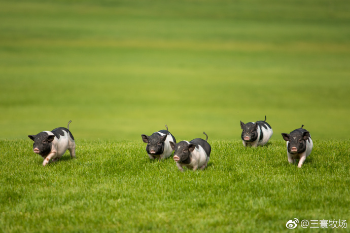 大连游记之三寰牧场,大连三寰牧场游玩日记