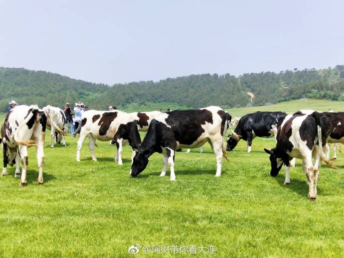 大连游记之三寰牧场,大连三寰牧场游玩日记