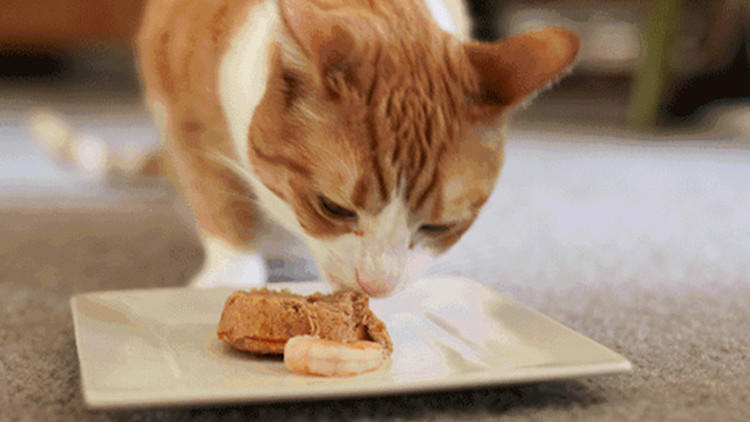 猫咪不爱喝水试试这几种办法,猫咪不爱自己吃饭非要喂