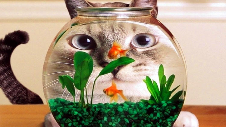 猫咪不爱喝水试试这几种办法,猫咪不爱自己吃饭非要喂