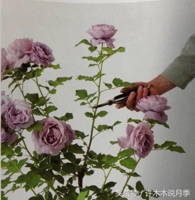 藤本月季修剪残花的方法,月季开花后怎么修剪复花快