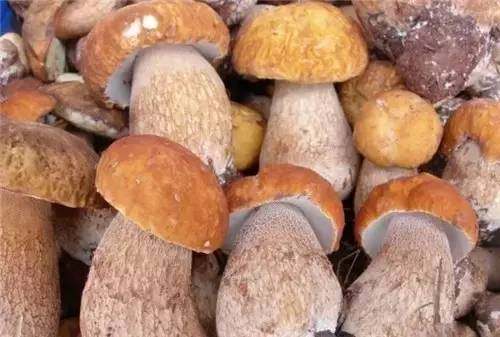 四川农村常见野菜大全,四川的野菜根本吃不完你见过几种