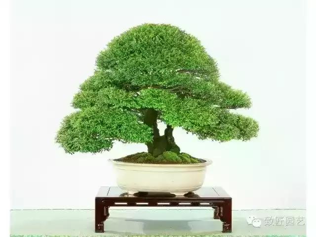 小叶檀盆景价格,小叶檀造型盆景