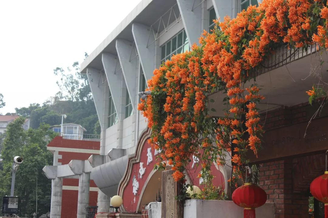 厦门鼓浪屿三日两夜亲子游,厦门鼓浪屿旅游一家三口攻略