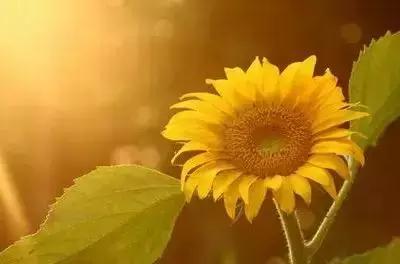 鲜花的100种花语,全部花草的花语