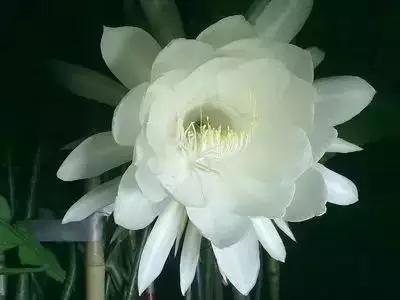 100种的鲜花花语合集,100种花的寓意和花语