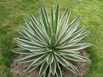 100种象征着爱情的花的花语,满天星花有几种颜色对应的花语