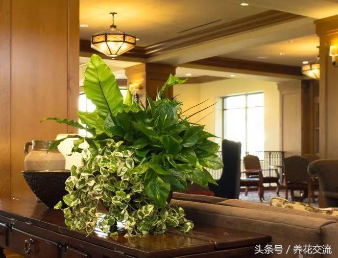 绿萝叶子发黄用维生素b12可以吗,绿萝营养液放多叶子发黄怎么补救