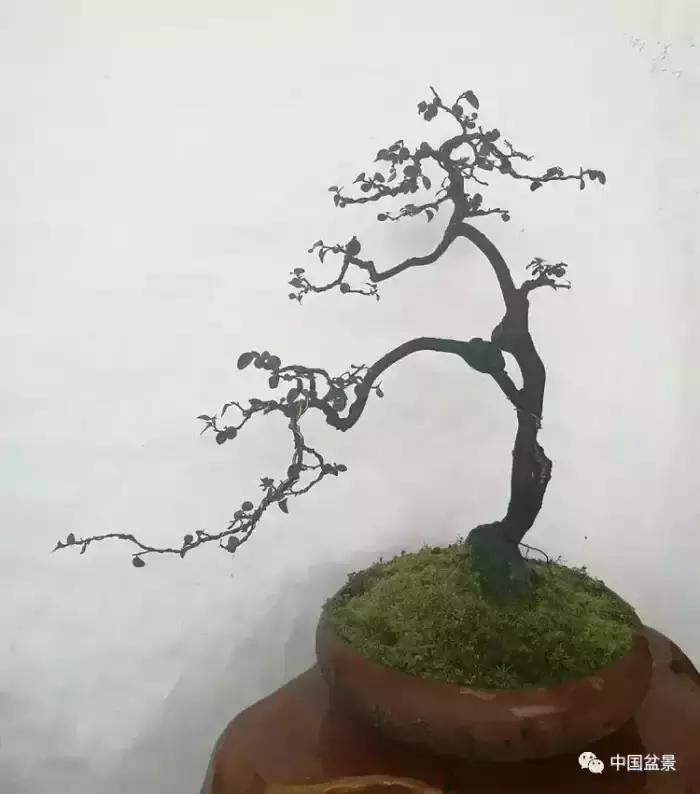 左世新金弹子盆景直播,左世新根艺金弹子