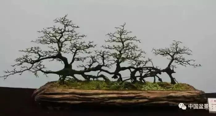 左世新金弹子盆景直播,左世新根艺金弹子