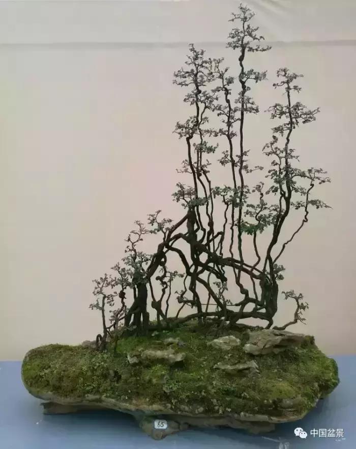 左世新金弹子盆景直播,左世新根艺金弹子